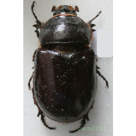 Oryctes nasicornis (Linnaeus, 1758) female Rohatyniec nosorożec